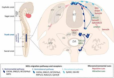 Hijacking of Embryonic Programs by Neural Crest-Derived Neuroblastoma: From Physiological Migration to Metastatic Dissemination